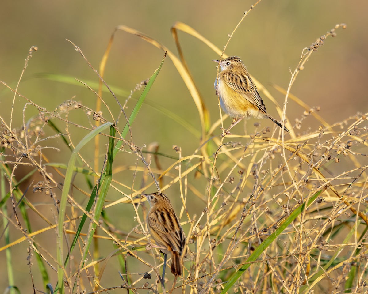 Zitting Cisticola - ML647000090