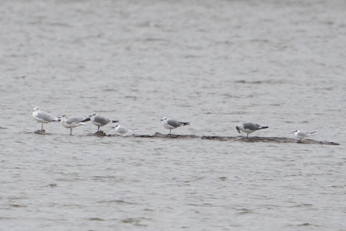 Forster's Tern - ML647000091