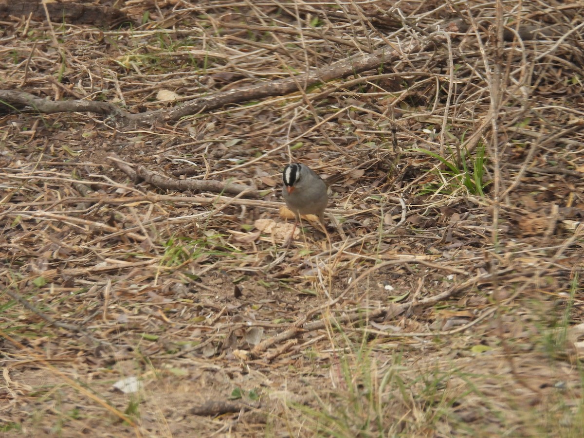 strnadec bělopásý - ML647000092