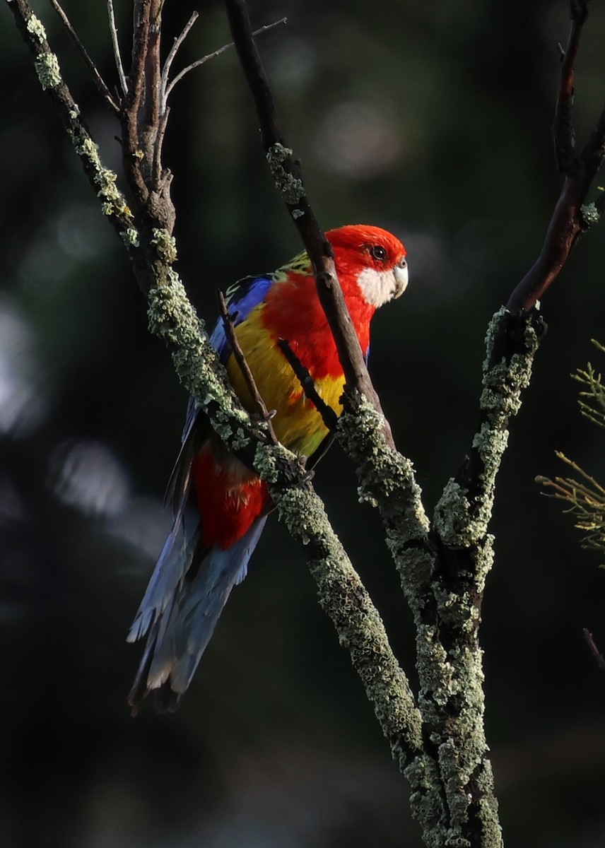 Белощёкая розелла - ML647000094