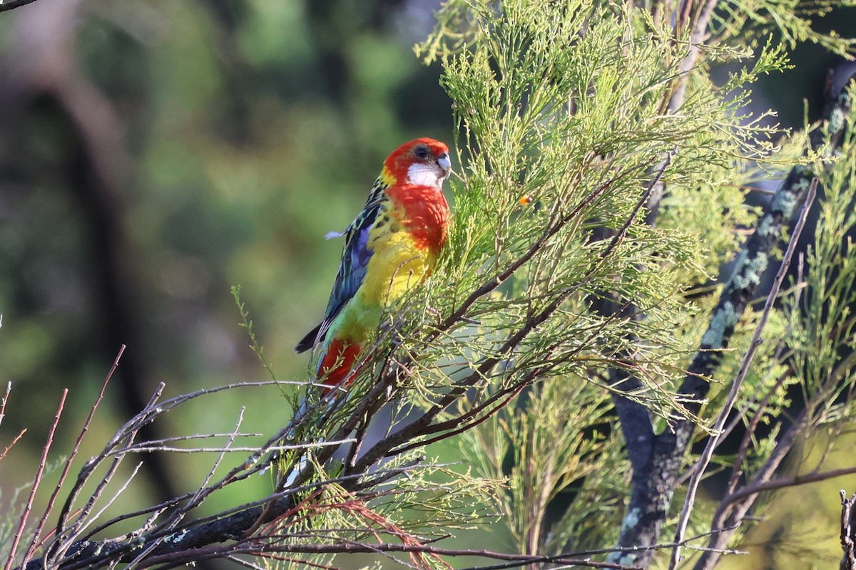 Белощёкая розелла - ML647000095