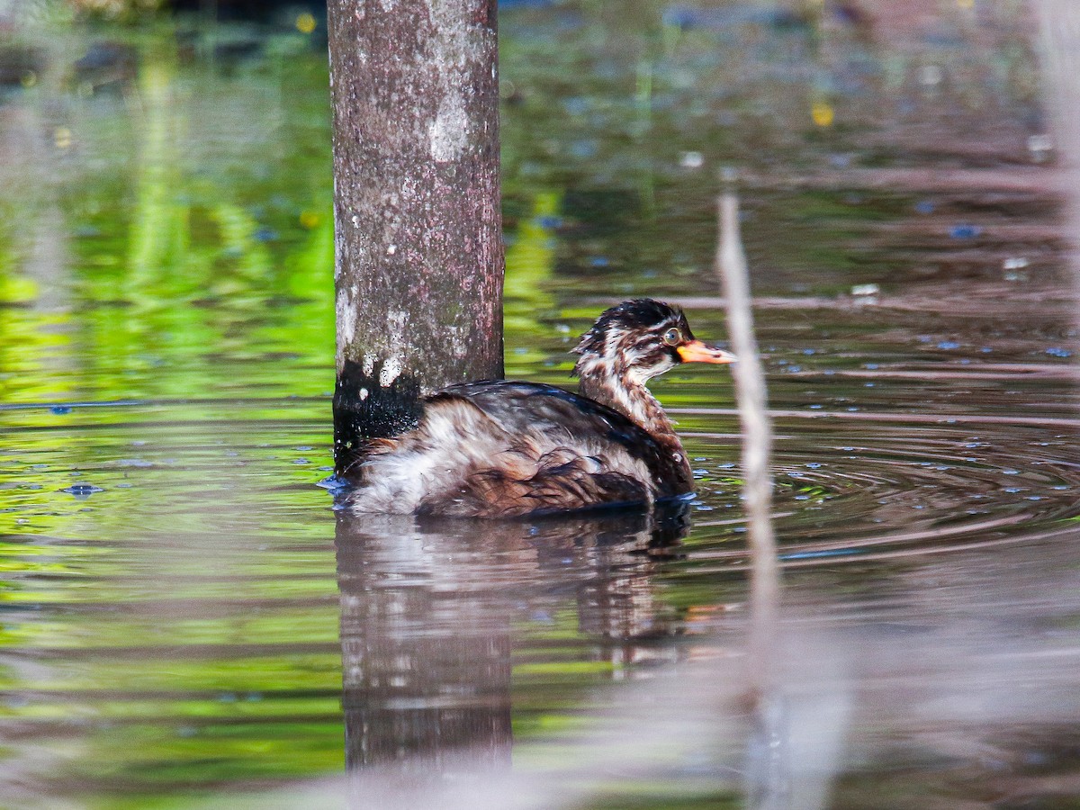 Little Grebe - ML647000097