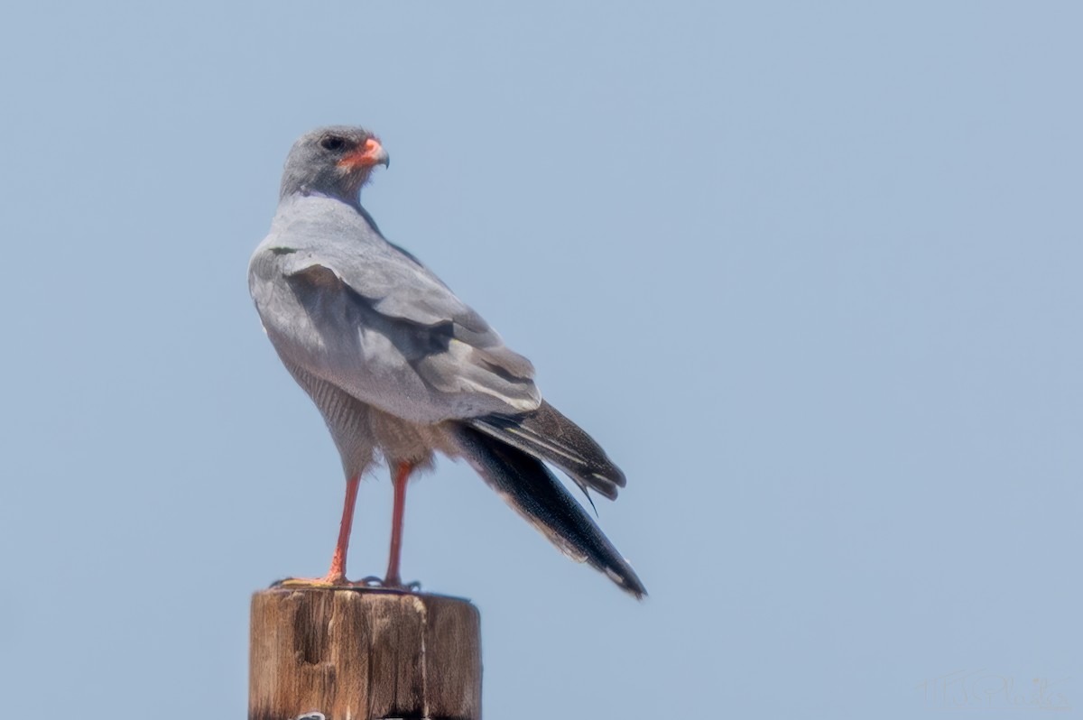 Pale Chanting-Goshawk - ML647000100