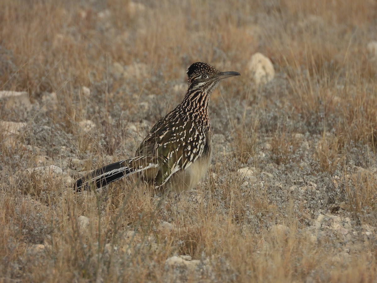 kukačka kohoutí - ML647000103