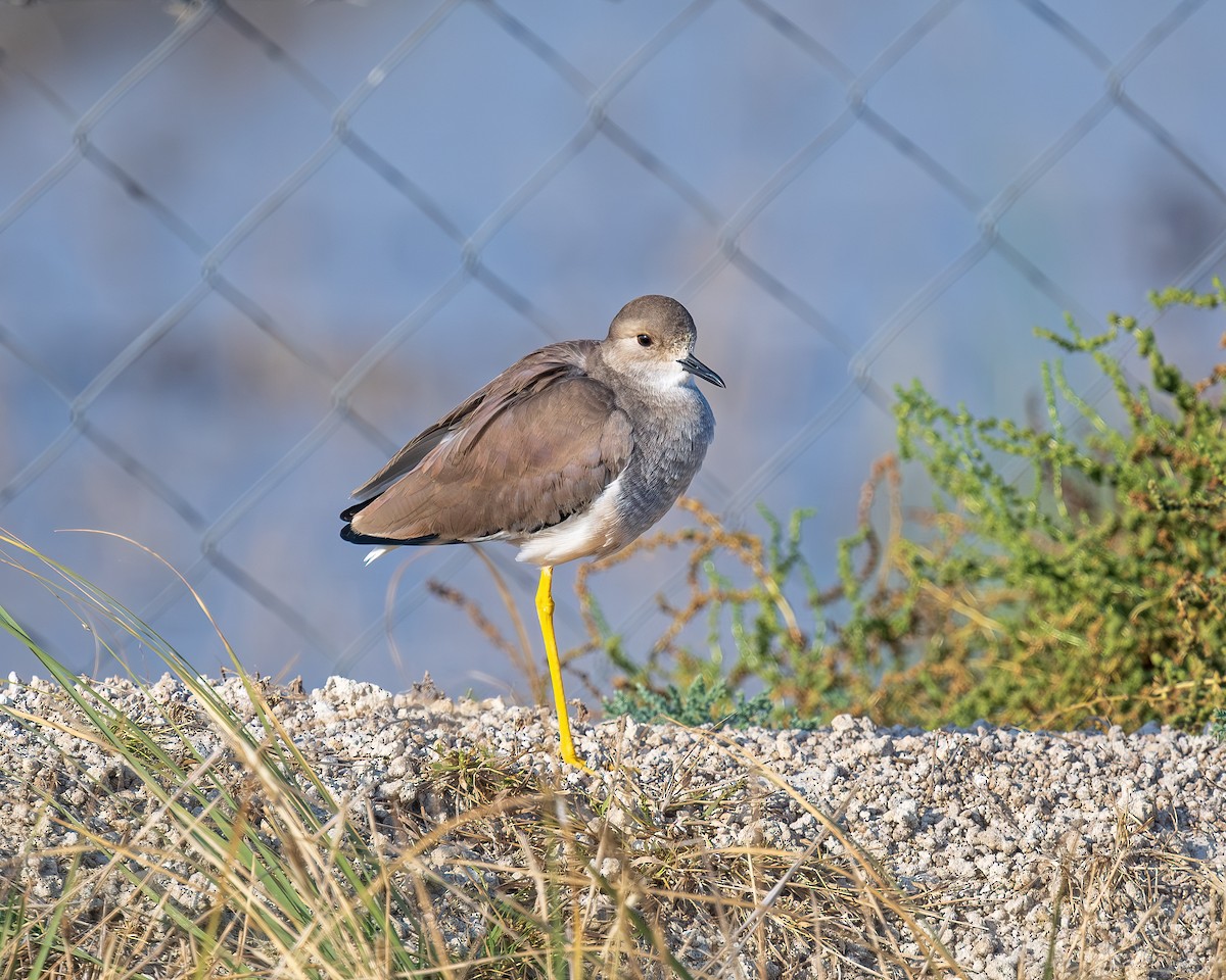 White-tailed Lapwing - ML647000109