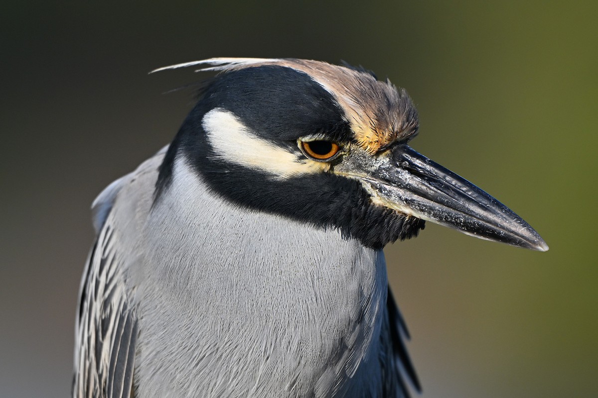 Yellow-crowned Night Heron - ML647000110