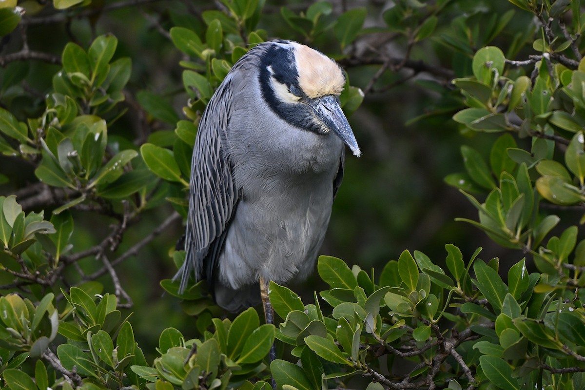 Yellow-crowned Night Heron - ML647000111