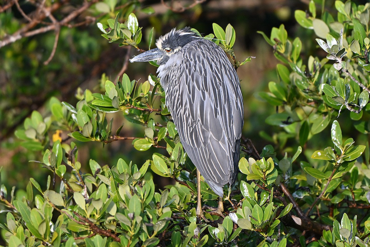 Yellow-crowned Night Heron - ML647000112