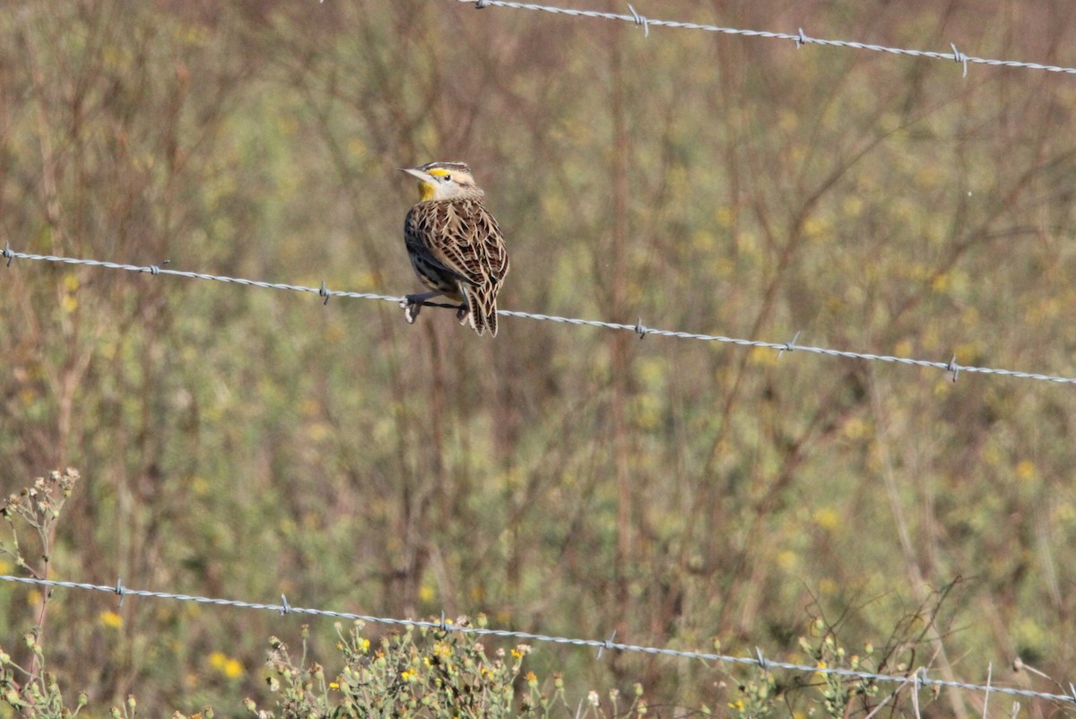 Eastern Meadowlark - ML647000113