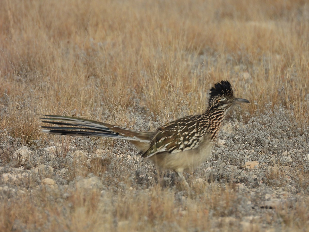 kukačka kohoutí - ML647000114