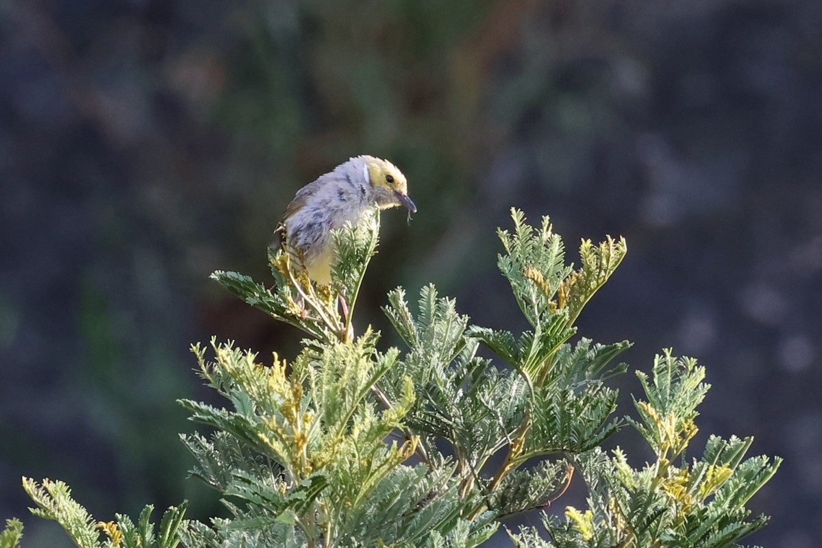 Серо-жёлтый медосос - ML647000119