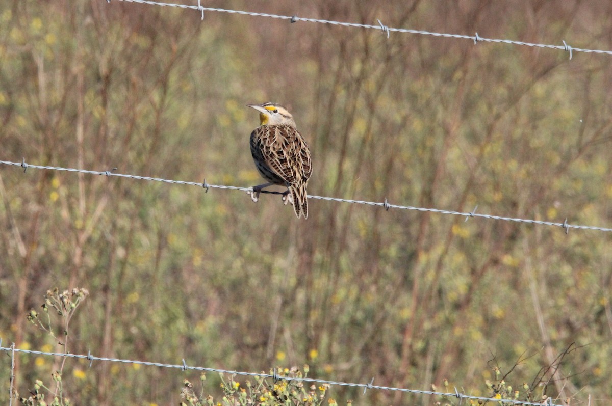 Eastern Meadowlark - ML647000122