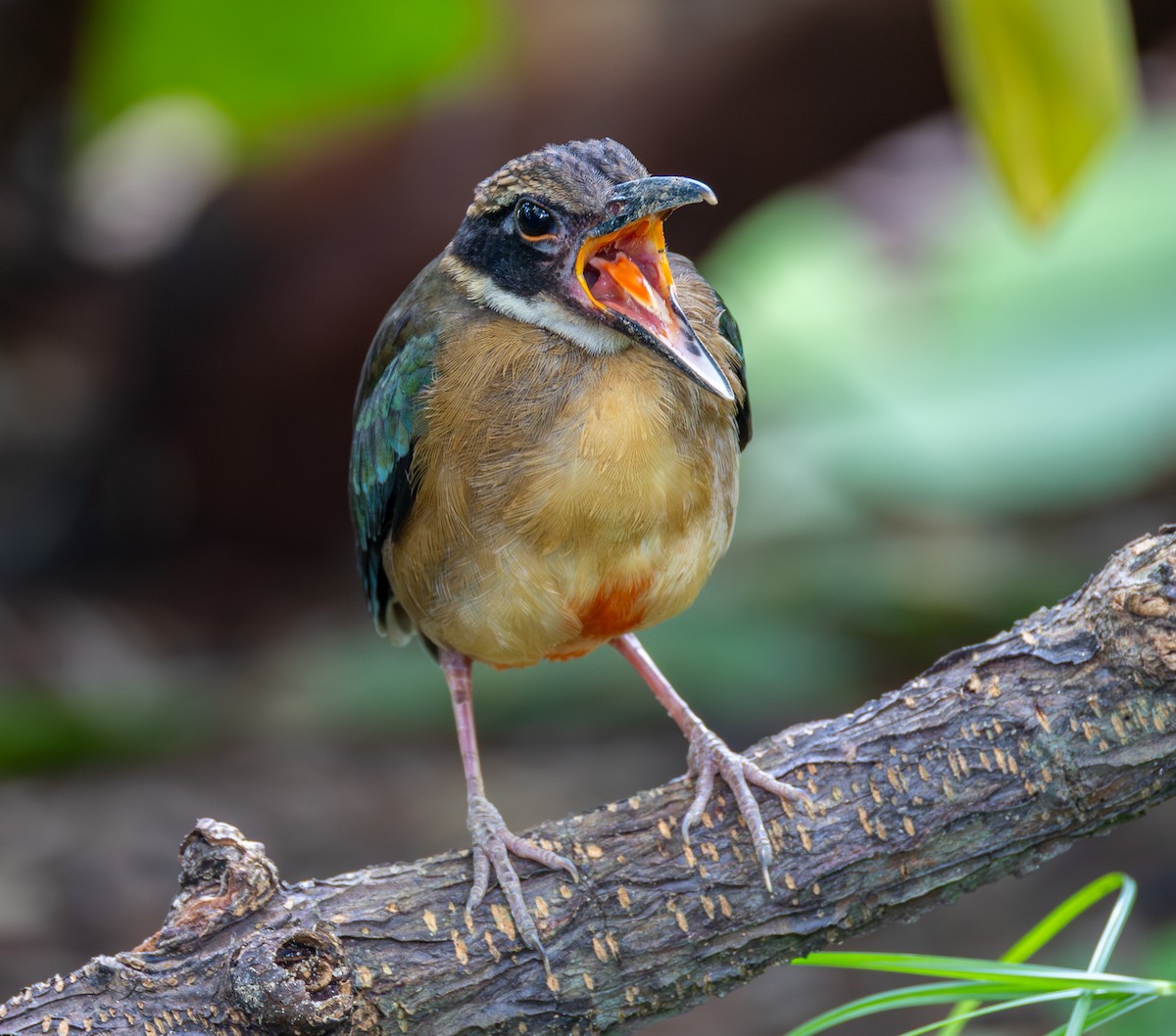 マングローブヤイロチョウ - ML647000125