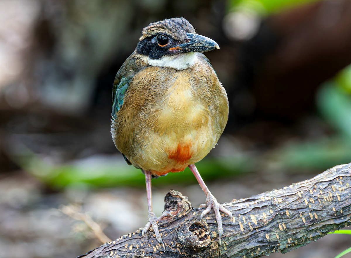 マングローブヤイロチョウ - ML647000126