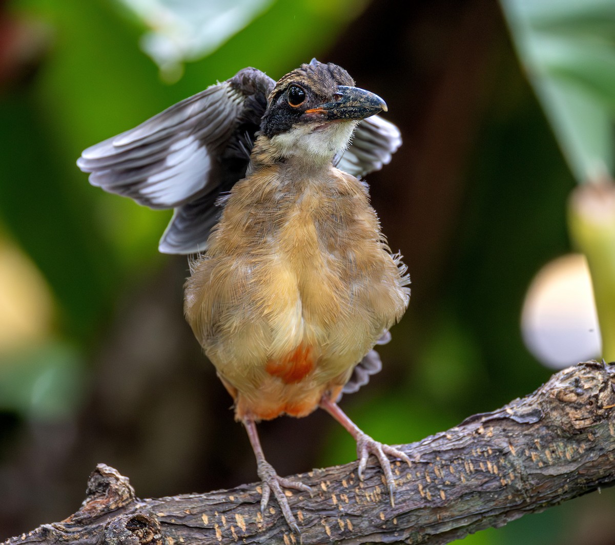 マングローブヤイロチョウ - ML647000127