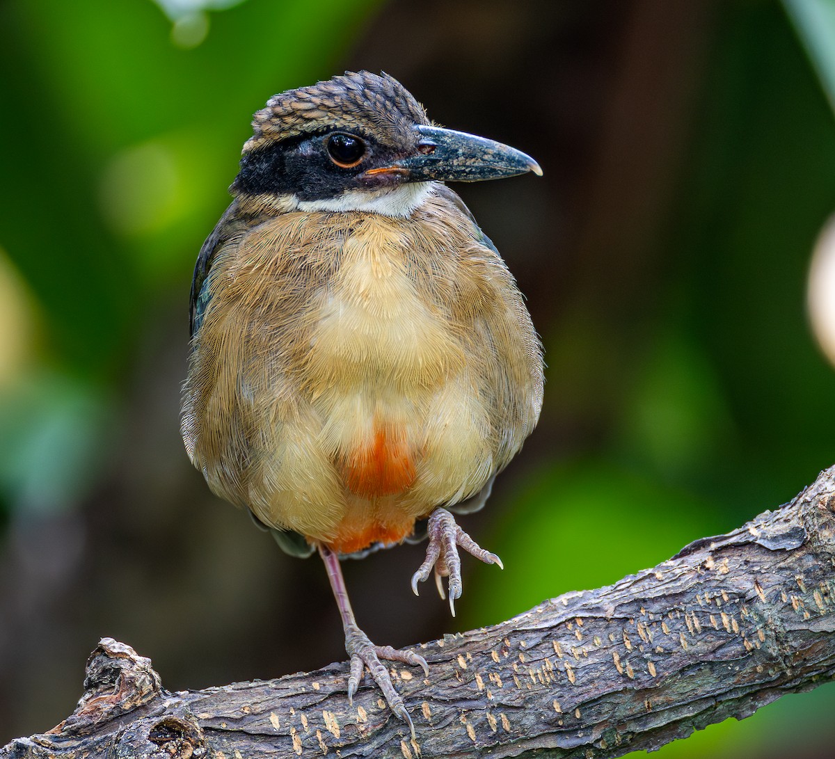マングローブヤイロチョウ - ML647000128