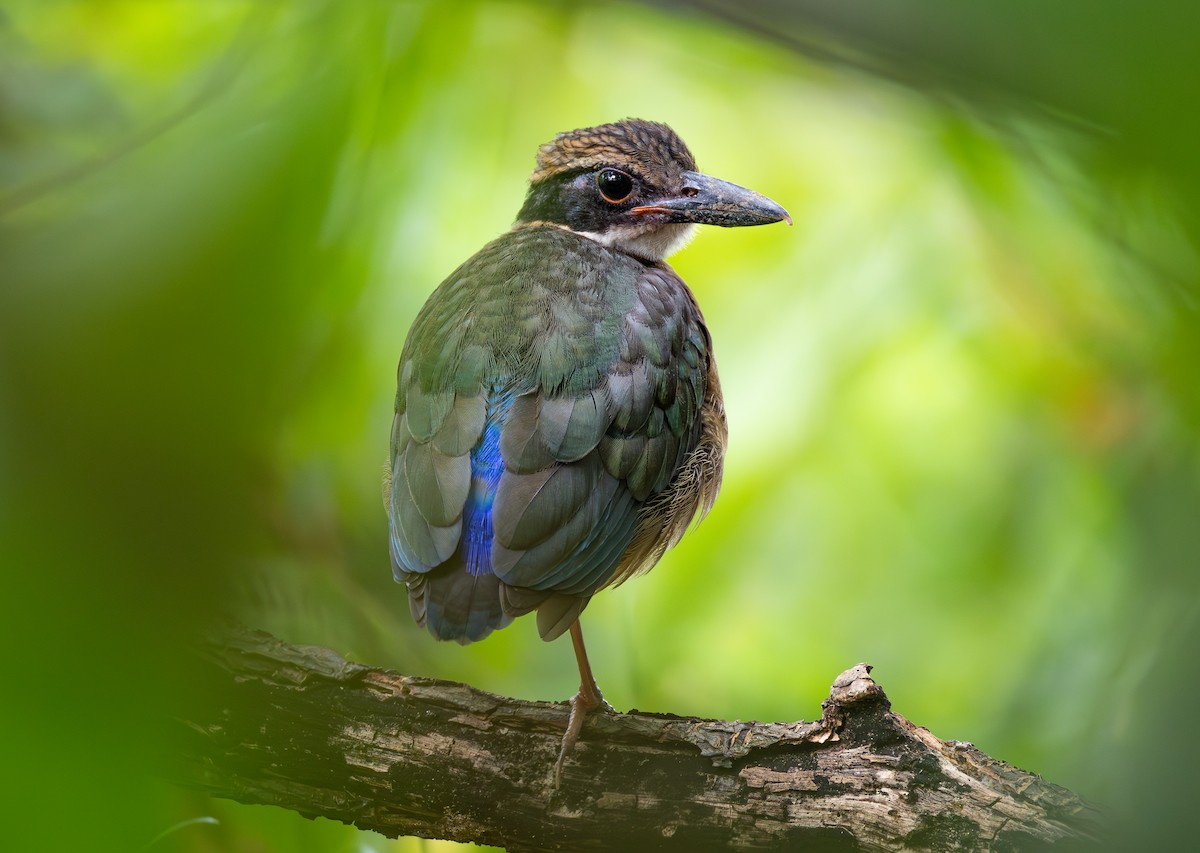 マングローブヤイロチョウ - ML647000129