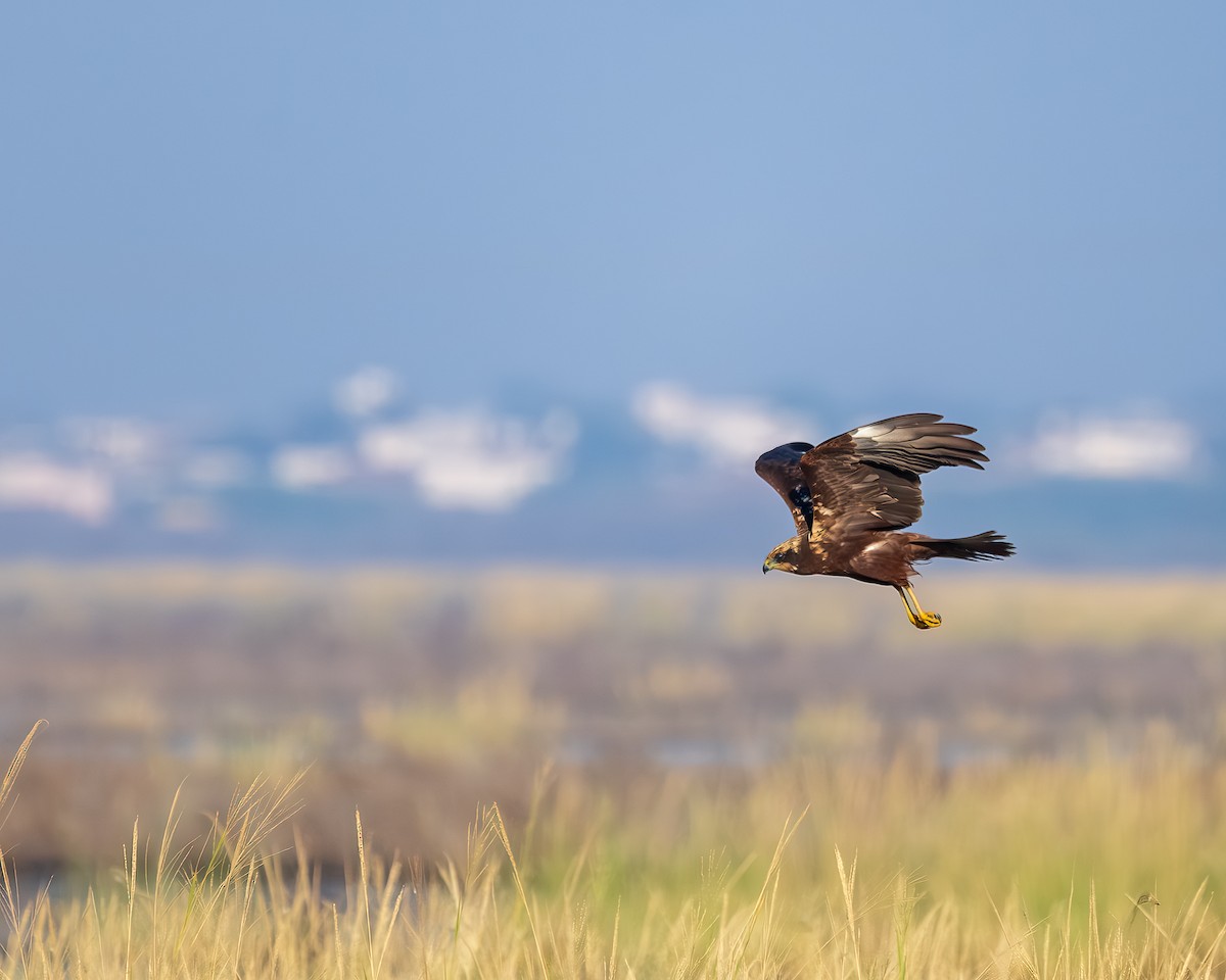 Western Marsh Harrier - ML647000133