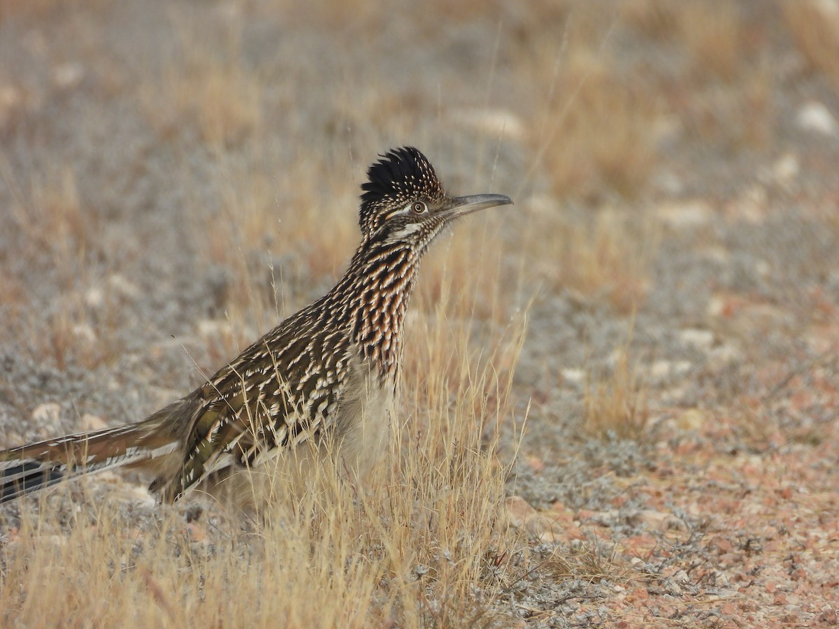 kukačka kohoutí - ML647000134