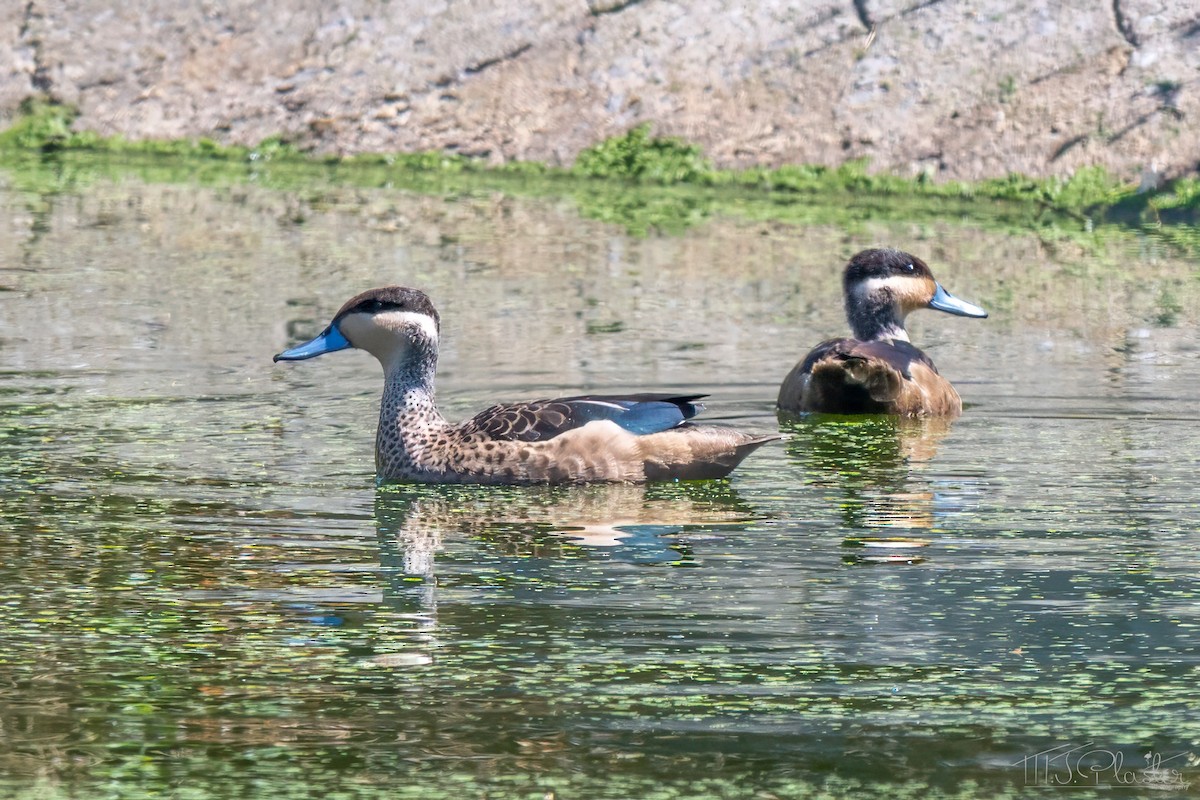 Blue-billed Teal - ML647000145