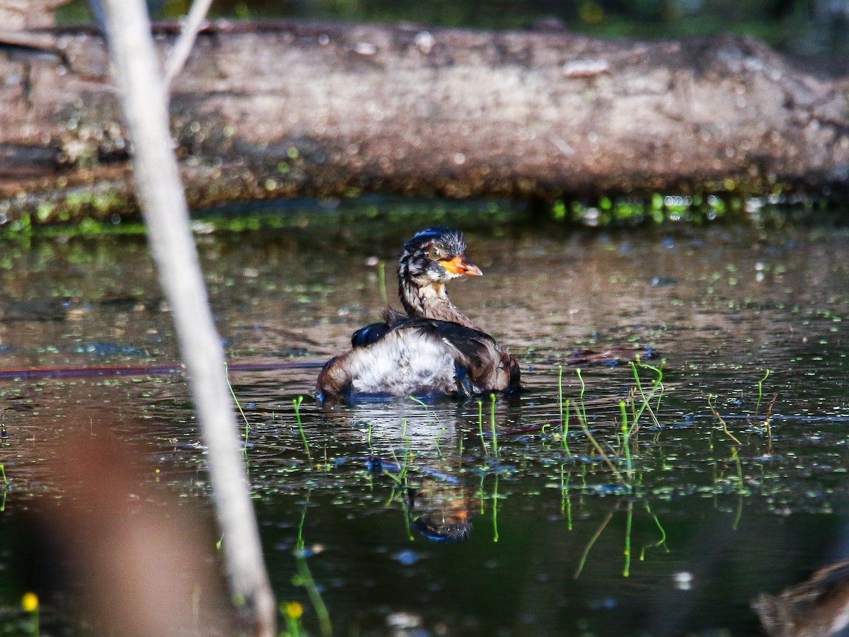 Little Grebe - ML647000148