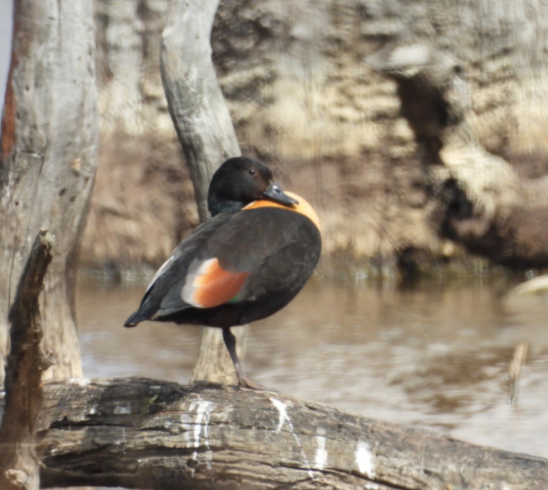 Australian Shelduck - ML647000149