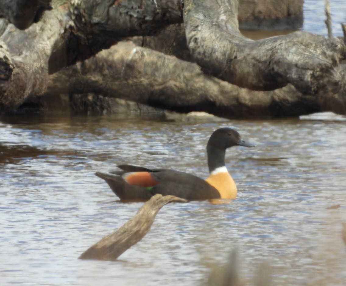 Australian Shelduck - ML647000150