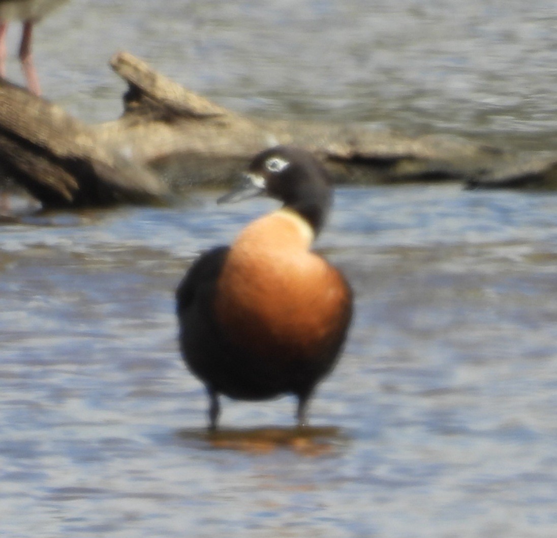 Australian Shelduck - ML647000151