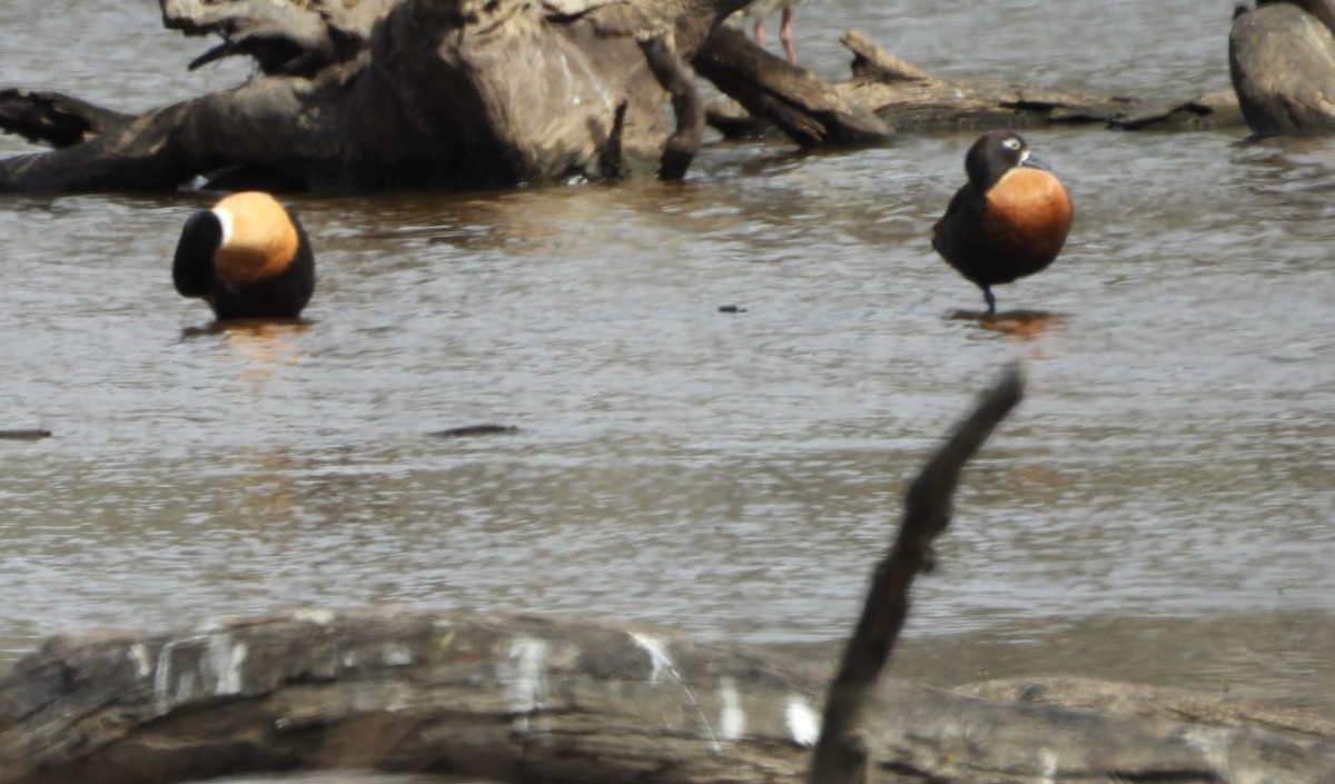 Australian Shelduck - ML647000152