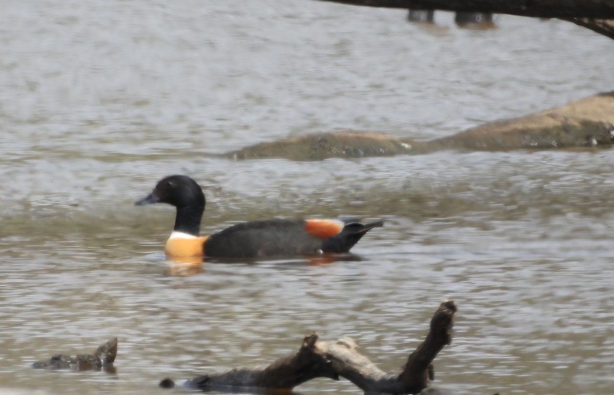 Australian Shelduck - ML647000153