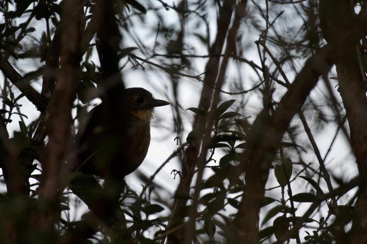 Tawny Antpitta - ML647000154