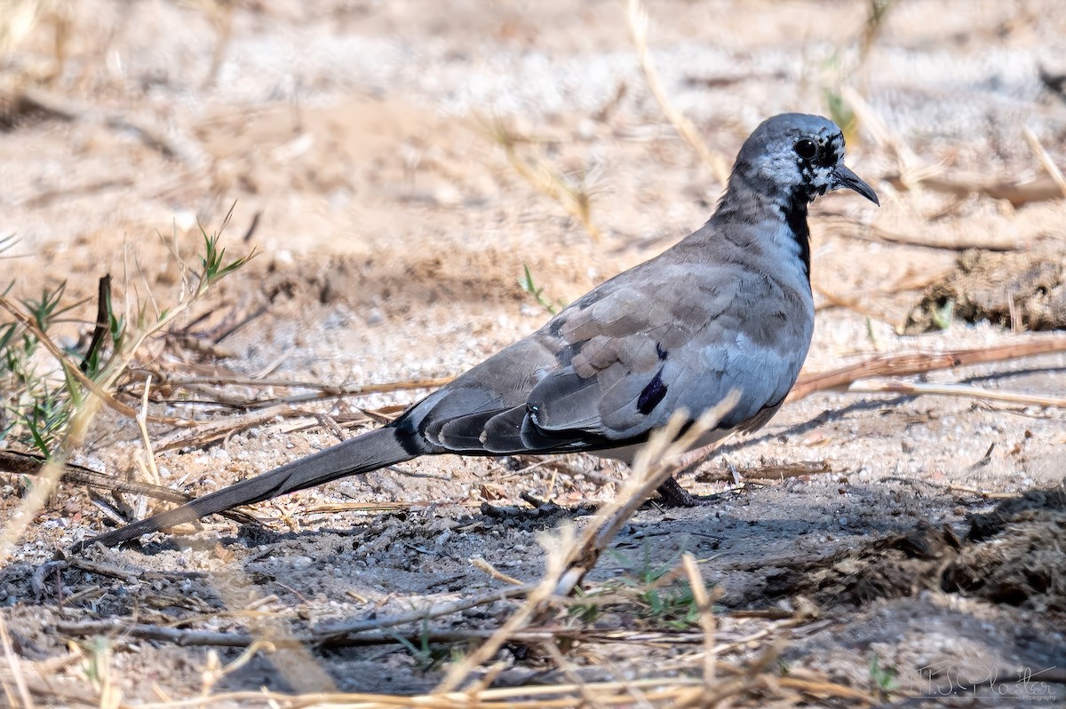 Tortora mascherata - ML647000156