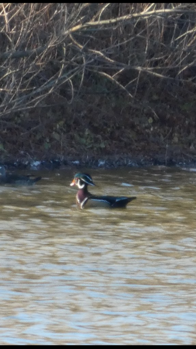 מנדרין אמריקני - ML647000157