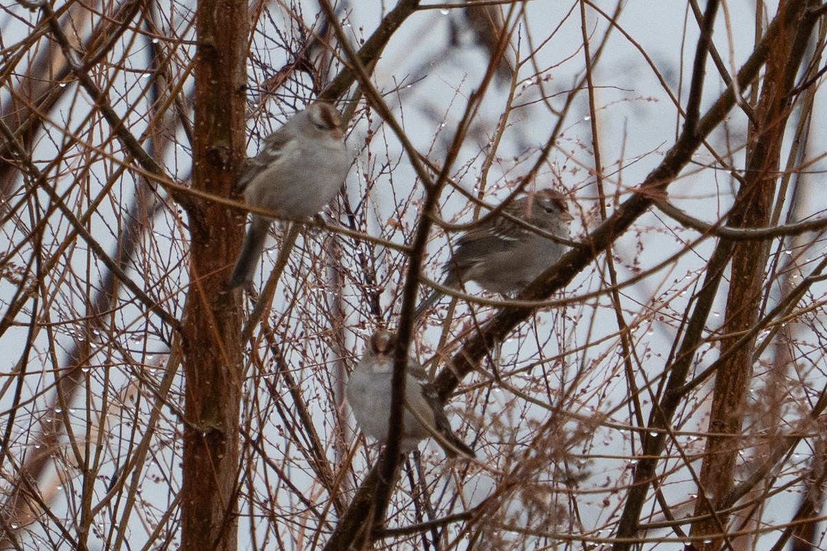 Dachsammer - ML647000162