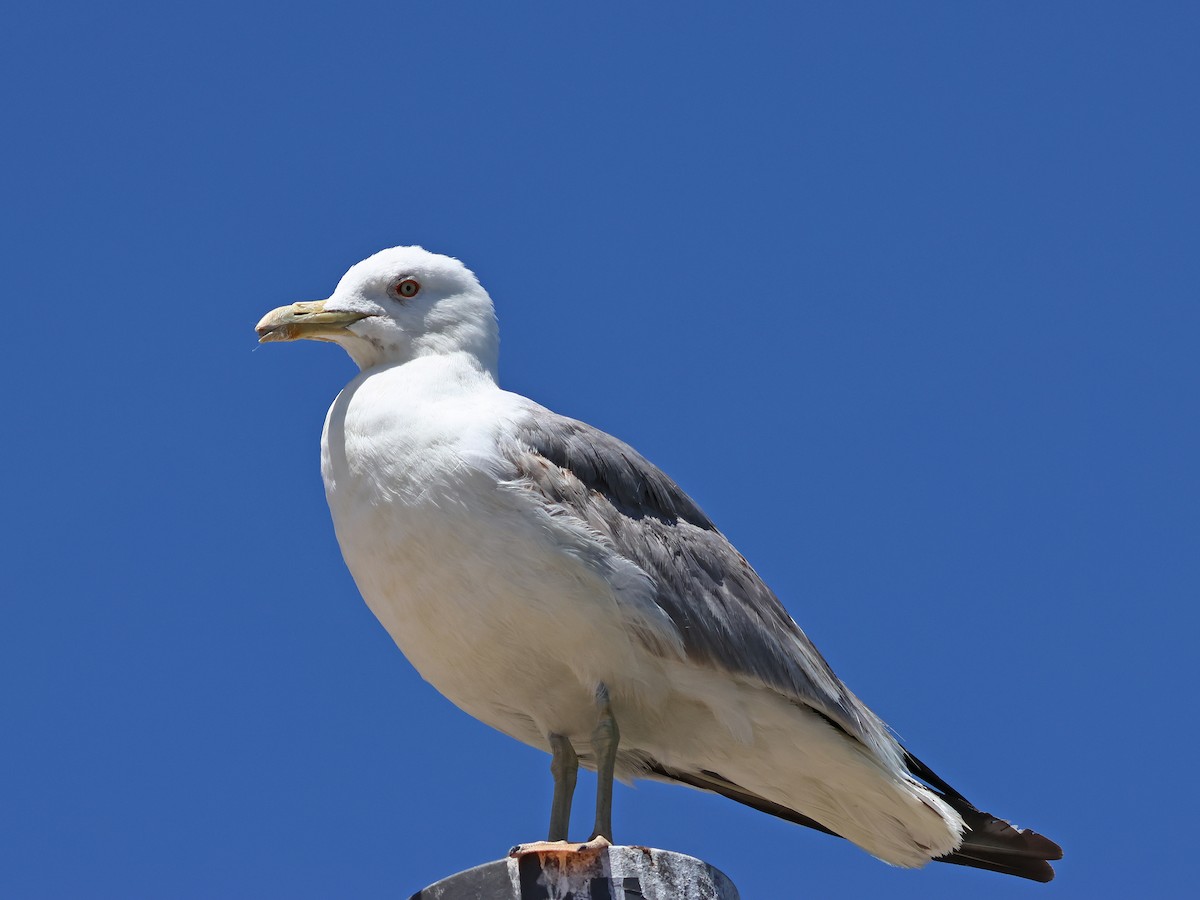 Lesser Black-backed Gull - ML647000170