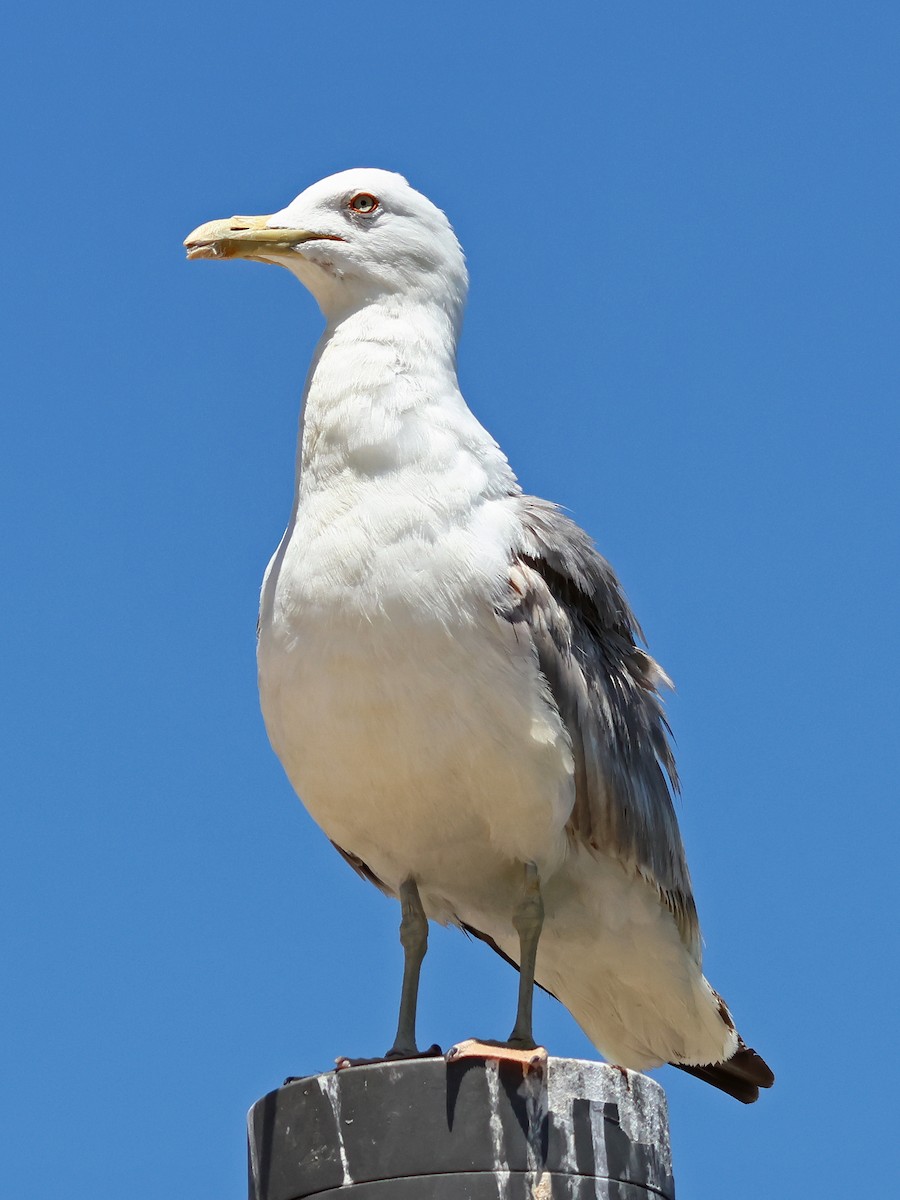 Lesser Black-backed Gull - ML647000171