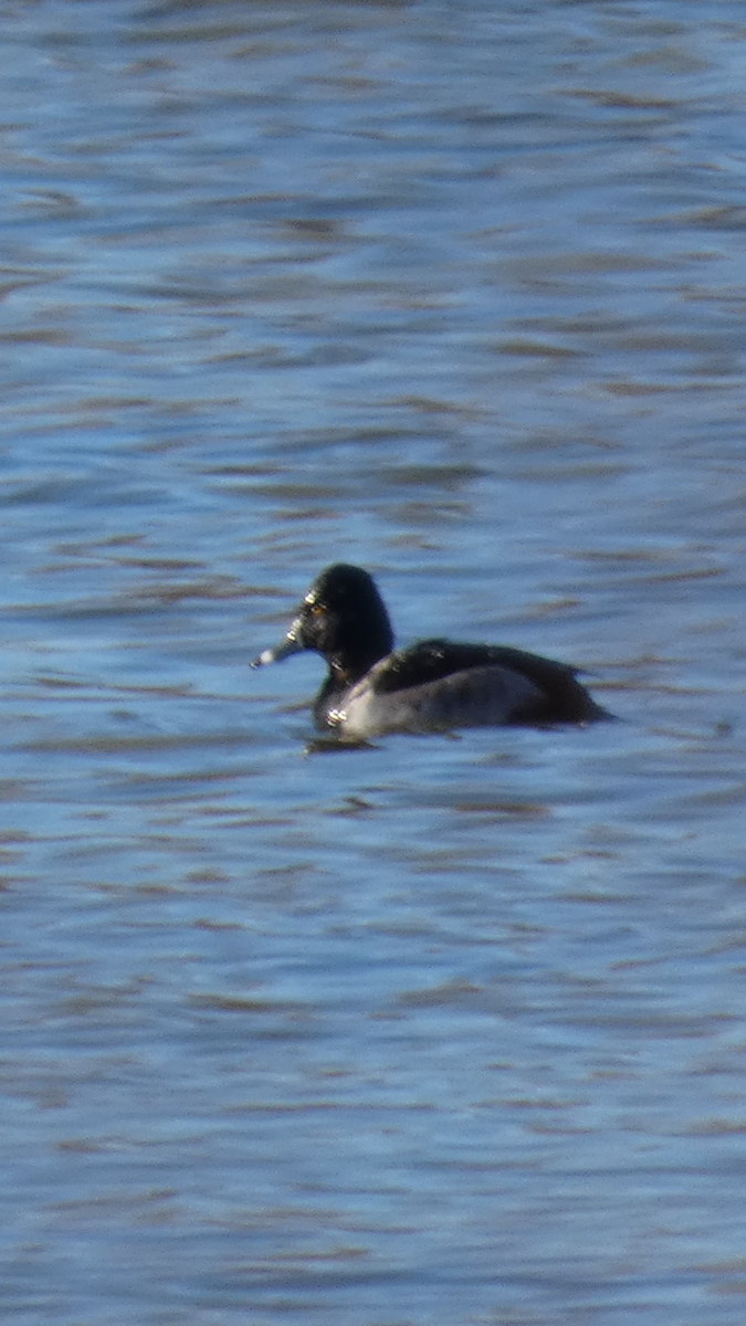 צולל צווארון - ML647000172
