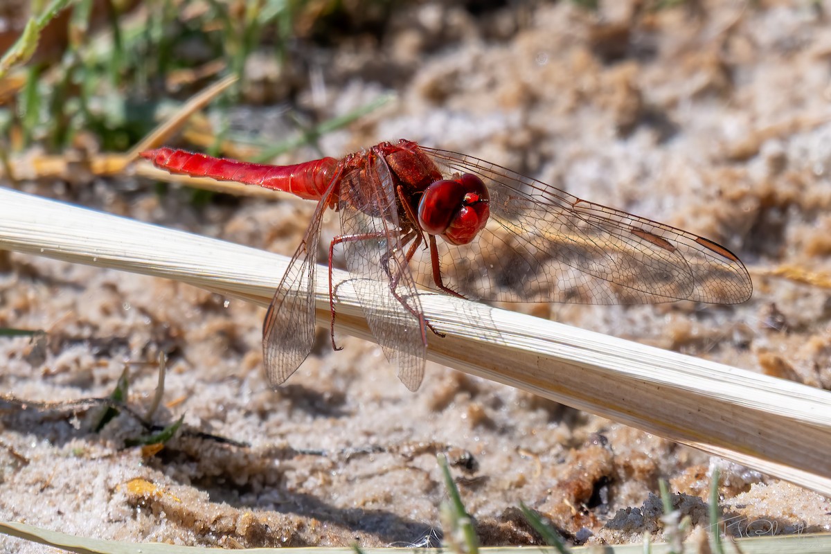 Insetti - ML647000173