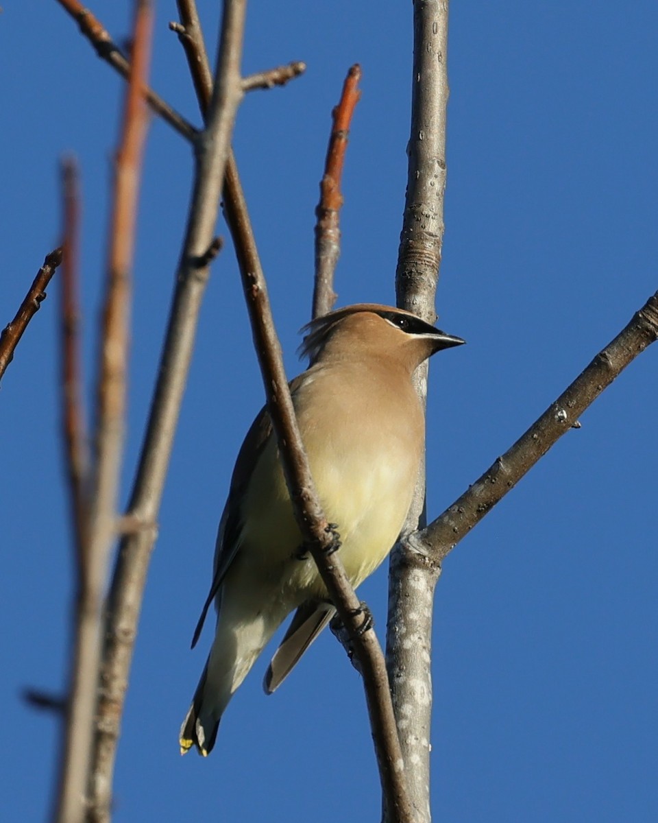 ヒメレンジャク - ML647000174