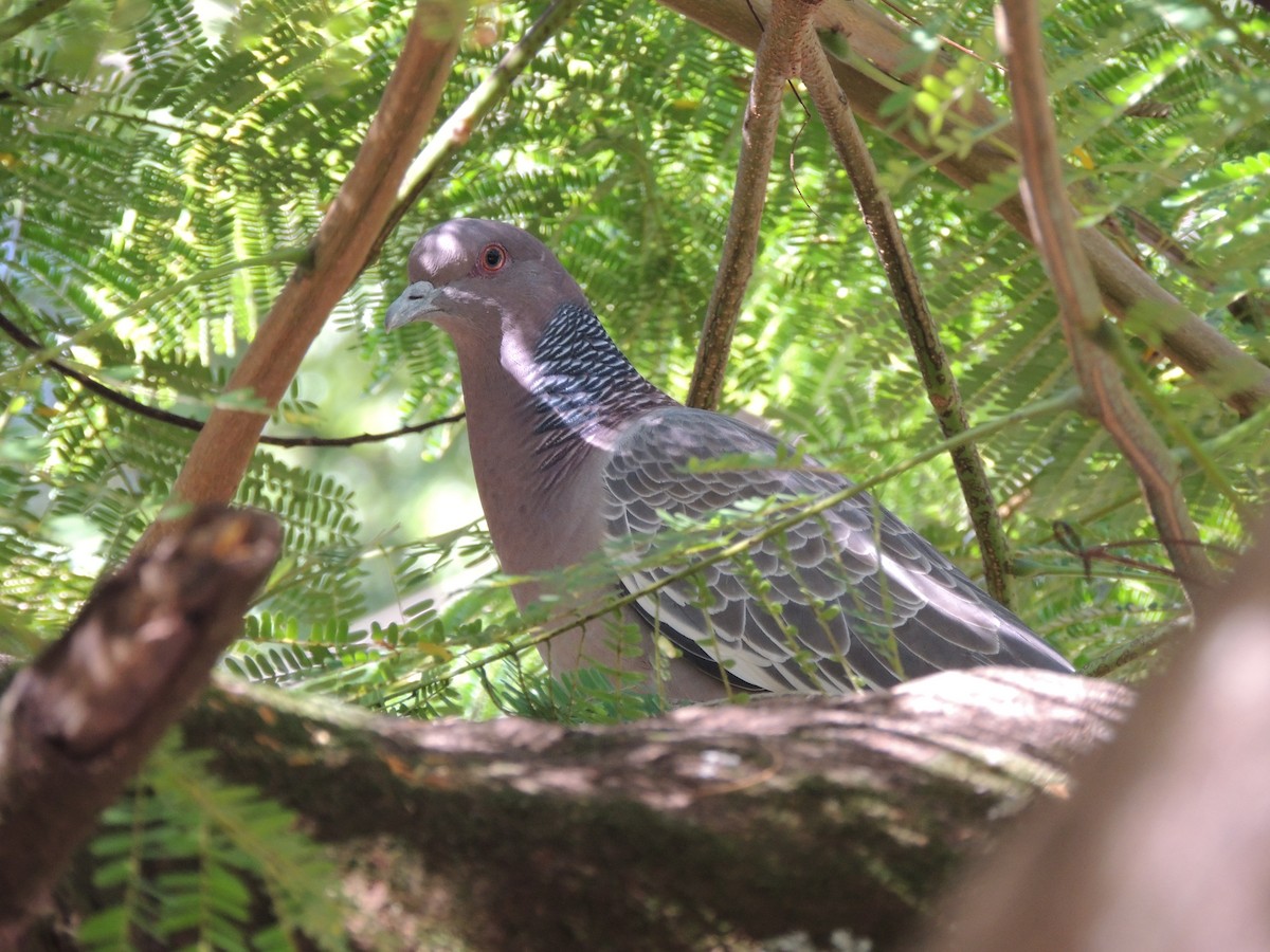 Picazuro Pigeon - ML647000175