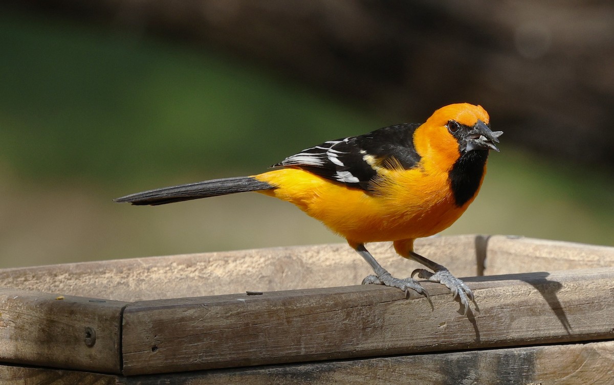 Altamira Oriole - ML647000182