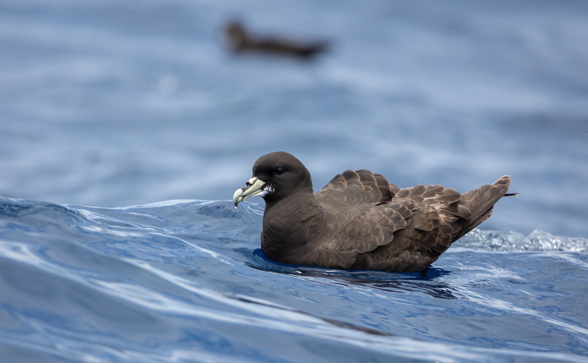 Beyaz Gıdılı Yelkovan - ML647000184