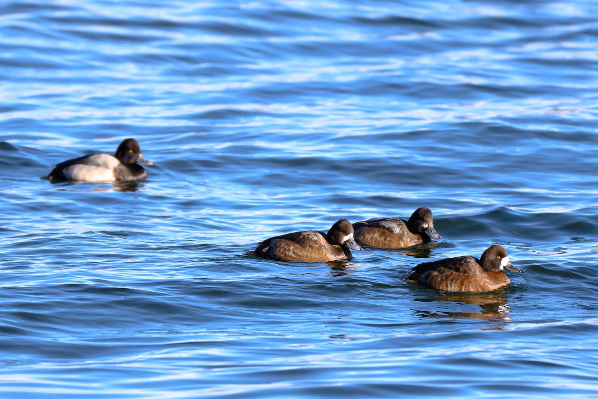 Bergente - ML647000187