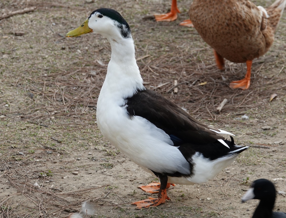 Mallard (Domestic type) - ML647000188