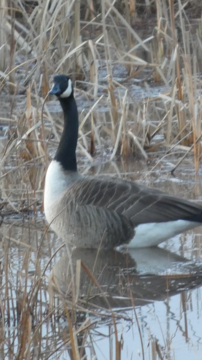 ברנטה קנדית - ML647000190