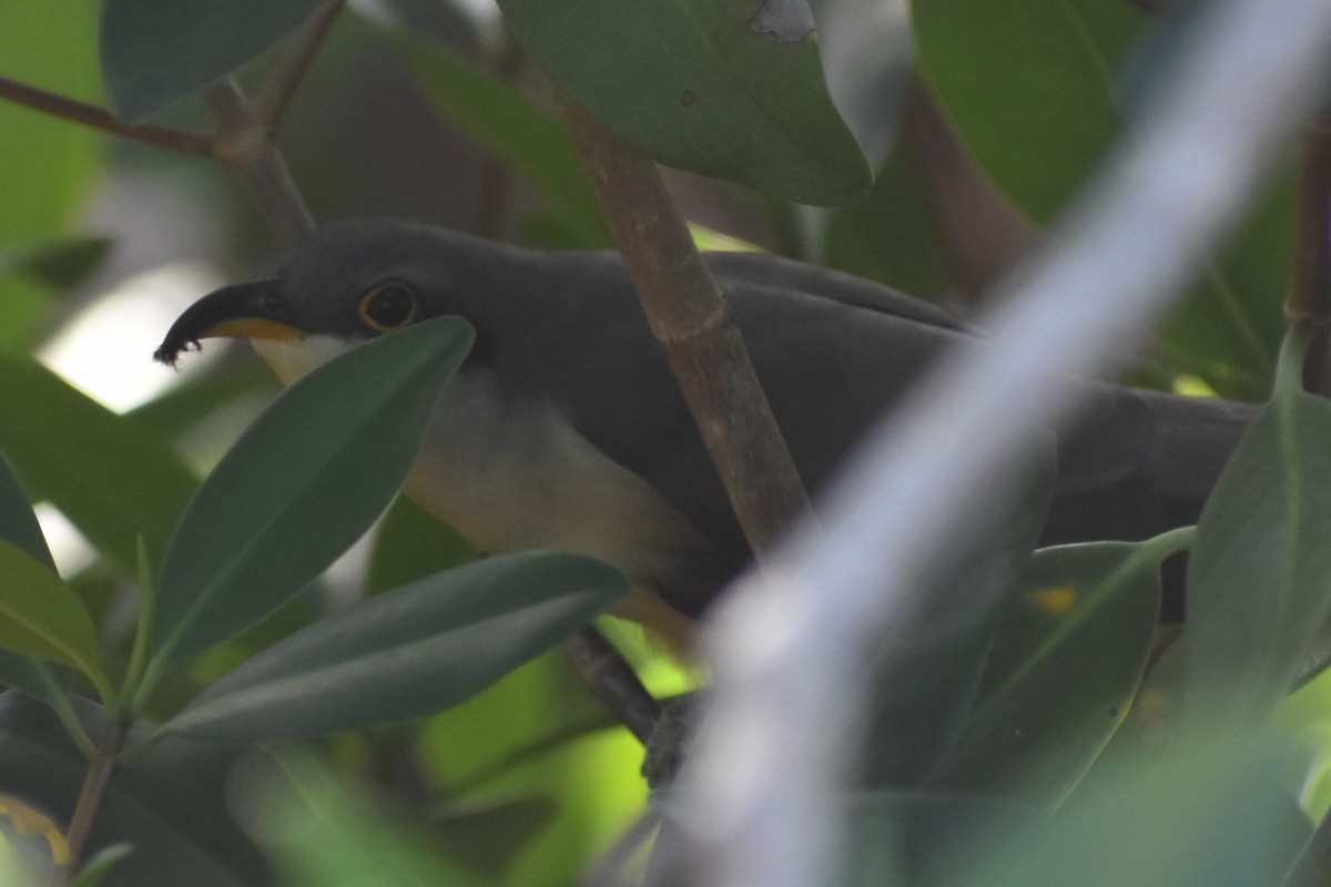 Mangrove Cuckoo - ML647000191
