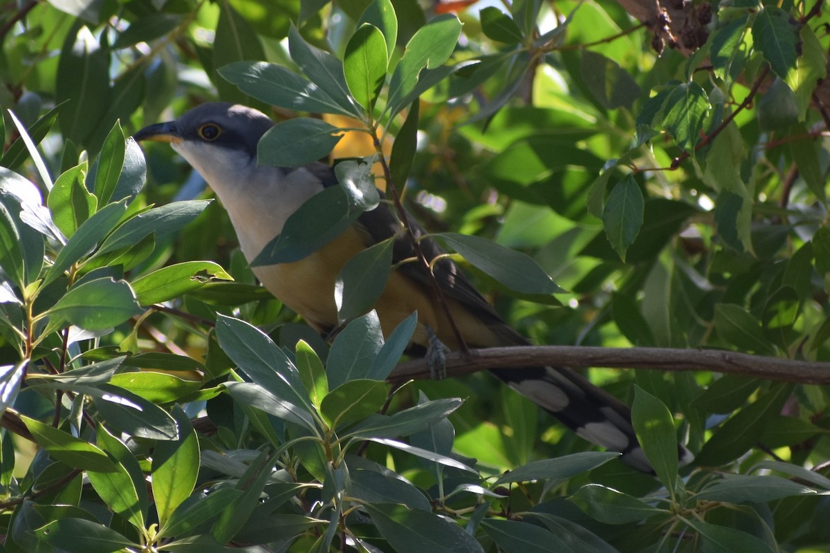 Mangrove Cuckoo - ML647000192