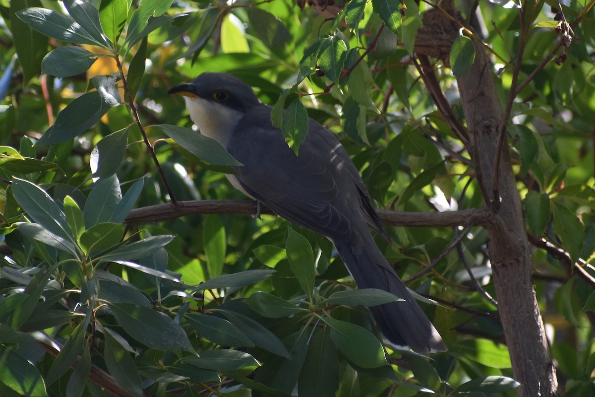 Mangrove Cuckoo - ML647000193