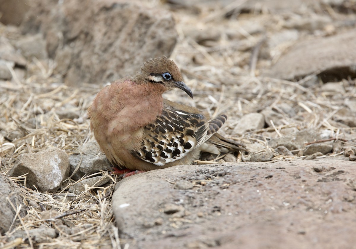 Galapagos Kumrusu - ML647000194