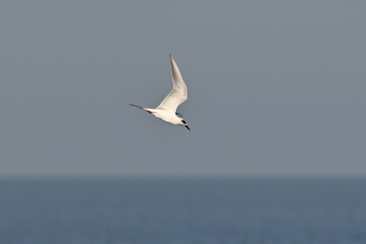 Forster's Tern - ML647000198